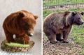 Посмотрите, какие игрушки делает пенсионерка из Новочеркасска