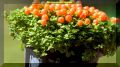 Плодовые комнатные растения: как вырастить урожай прямо на подоконнике