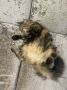 Кот Тимон показывает все вариации положения лёжа