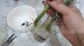 Разоблачение мифов о черенках роз: как простая вода оказалась эффективнее всех стимуляторов