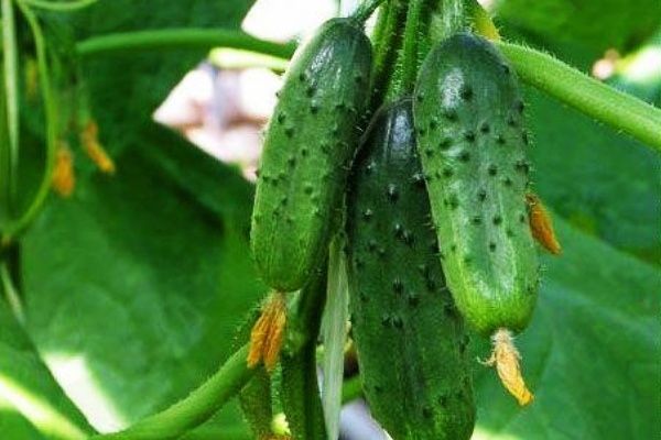 Огурцы Чистые пруды: секреты успеха для дачников и фермеров