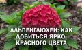 Почему гортензия Альпенглюхен не краснеет: советы по уходу