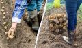 Как обеспечить картофелю двойной урожай: секреты успешной посадки
