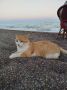 Турецкий морской котик живёт свою лучшую жизнь