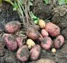 На Ставрополье собрано почти 1,7 тысячи тонн нового урожая картофеля