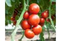 Секреты томата мимино: как вырастить вкусные плоды в своем саду