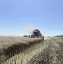 Ставропольские аграрии приступили к уборке рапса