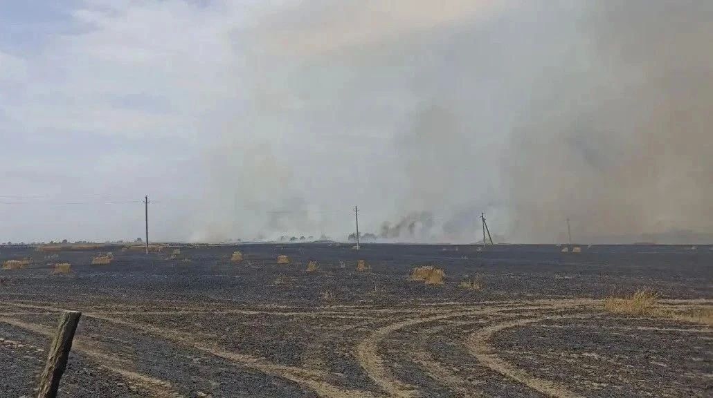На Ставрополье потушили горящее поле пшеницы На Ставрополье потушили горящее поле пшеницы