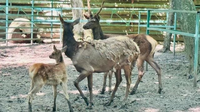 Ячонок, марал и европейские лани родились в зоопарке парка Победы Ячонок, марал и европейские лани родились в зоопарке парка Победы