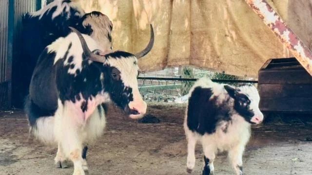 Ячонок, марал и европейские лани родились в зоопарке парка Победы Ячонок, марал и европейские лани родились в зоопарке парка Победы