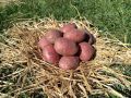 Картофель Лазарь: идеальный выбор для сибирских фермеров
