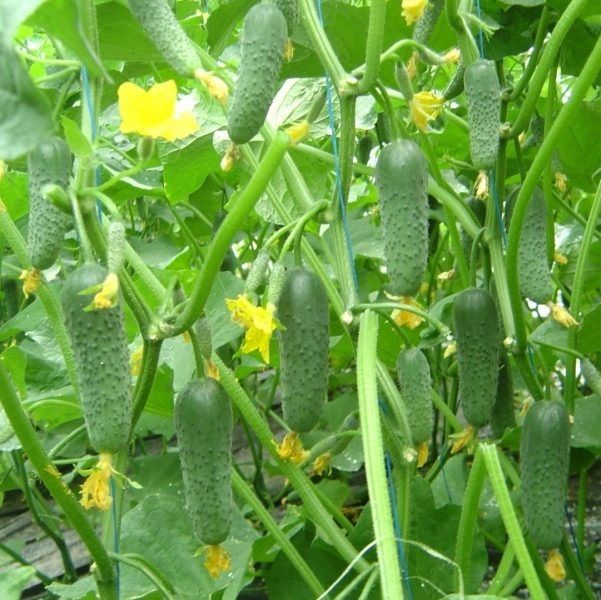 Ранний гибрид Сигурд: огурцы, которые поразят своим вкусом и урожайностью