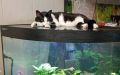 Котик грустит: на рыбов смотреть можно, а ловить нельзя…