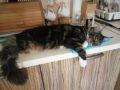 Котик Магнус желает всем жителям Ставропольского края спокойной пятницы!