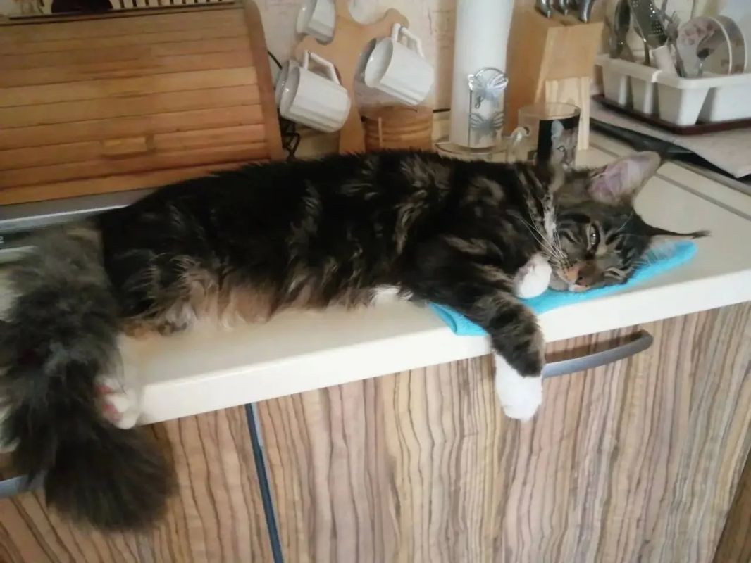 Котик Магнус желает всем жителям Ставропольского края спокойной пятницы!