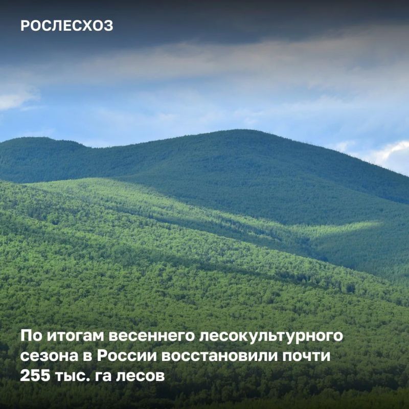 Мероприятия по лесовосстановлению и лесоразведению в России проведены на площади 254,8 тыс