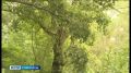 На Ставрополье обнаружили вирус африканской чумы