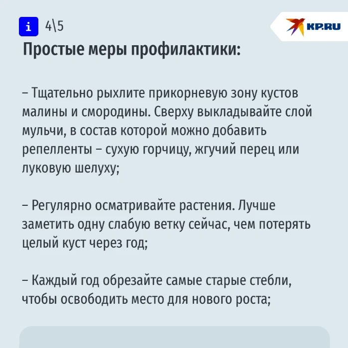 Опасны не сами бабочки, а их гусеницы: ставропольцам рассказали, как бороться со стеклянницей Опасны не сами бабочки, а их гусеницы: ставропольцам рассказали, как бороться со стеклянницей