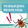 Укусил клещ — что делать. Прежде всего — не паниковать и не совершать действий, которые могут лишь усугубить общее самочувствие
