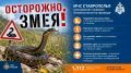 Осторожно, змея! МЧС Ставрополья напоминает правила безопасности на природе