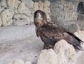 Незаконное использование краснокнижного орла пресекли в Пятигорске
