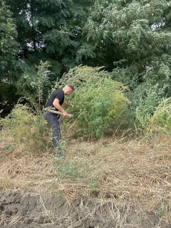Георгиевские полицейские уничтожили более 190 килограммов дикорастущей конопли в рамках операции «Мак-2026» Георгиевские полицейские уничтожили более 190 килограммов дикорастущей конопли в рамках операции «Мак-2026»