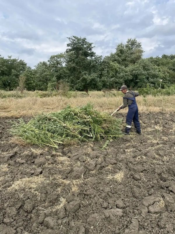 Георгиевские полицейские уничтожили более 190 килограммов дикорастущей конопли в рамках операции «Мак-2026» Георгиевские полицейские уничтожили более 190 килограммов дикорастущей конопли в рамках операции «Мак-2026»