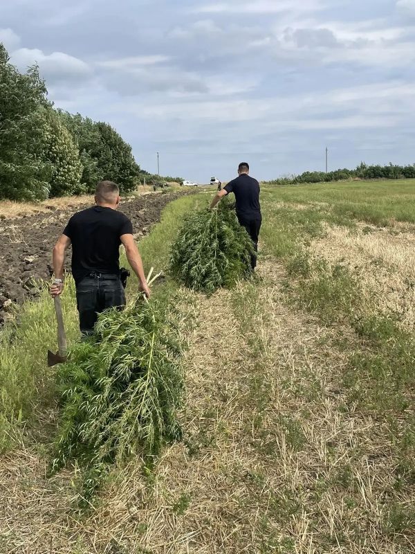 Георгиевские полицейские уничтожили более 190 килограммов дикорастущей конопли в рамках операции «Мак-2026» Георгиевские полицейские уничтожили более 190 килограммов дикорастущей конопли в рамках операции «Мак-2026»