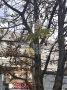 Каштаны решили взять реванш и снова зацвели в центре Ставрополя