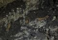 Житель Ставрополья обнаружил возле трассы неизвестные боеприпасы и предположительно человеческие останки
