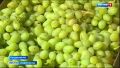 Столовый виноград начали убирать на Ставрополье