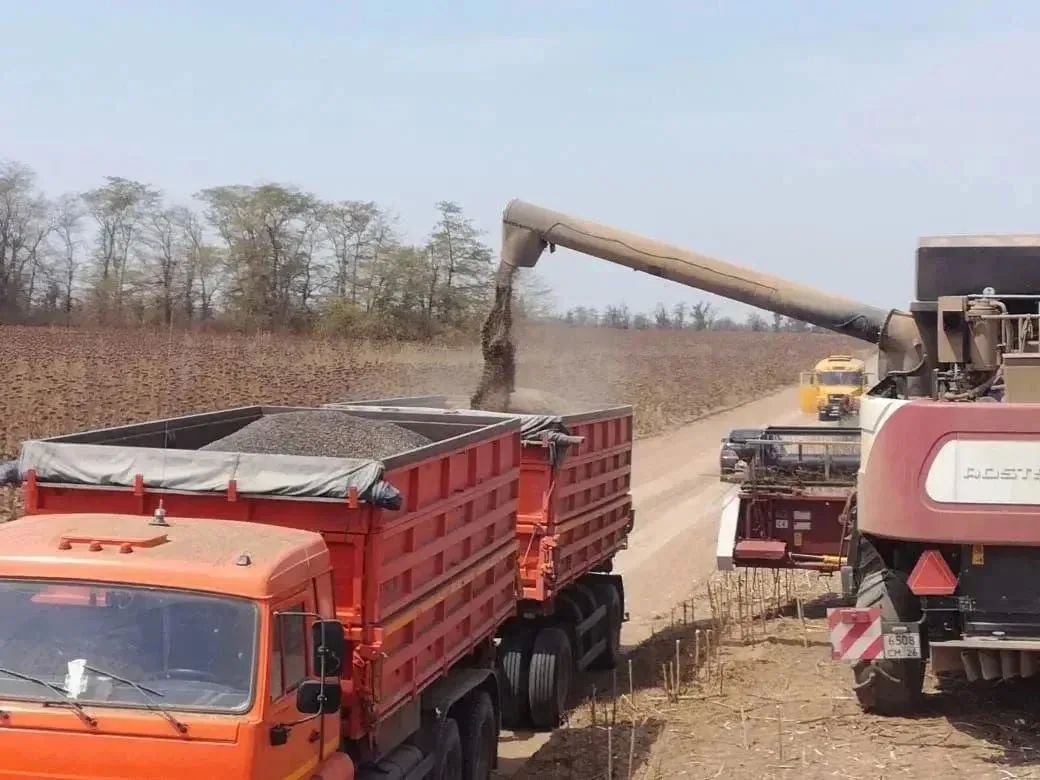 На Ставрополье стартовала уборка подсолнечника На Ставрополье стартовала уборка подсолнечника