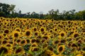 На Ставрополье стартовала уборка подсолнечника