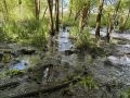 Прокуратура потребовала возместить многомиллионный ущерб экологии