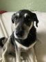 Малыш успел позавтракать, проверить территорию и подготовиться к новому активному дню!