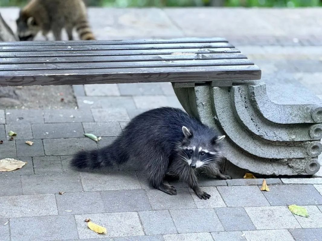 Железноводские еноты настолько крутые и милые, что в их честь установят арт-объект Железноводские еноты настолько крутые и милые, что в их честь установят арт-объект