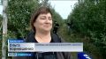 На Ставрополье в разгаре сбор яблок
