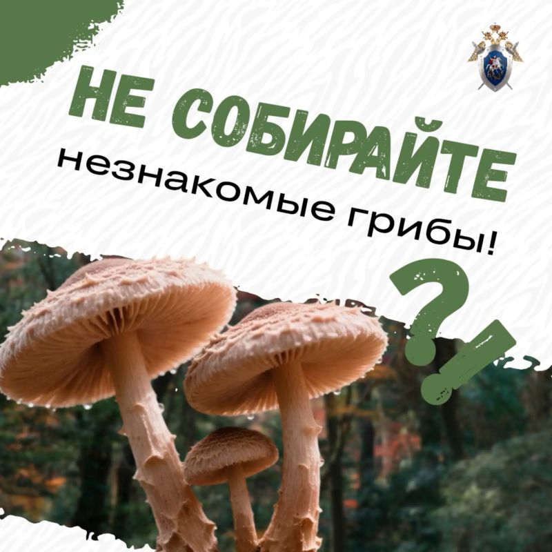 Правила предосторожности при походах за грибами в осенний период Правила предосторожности при походах за грибами в осенний период