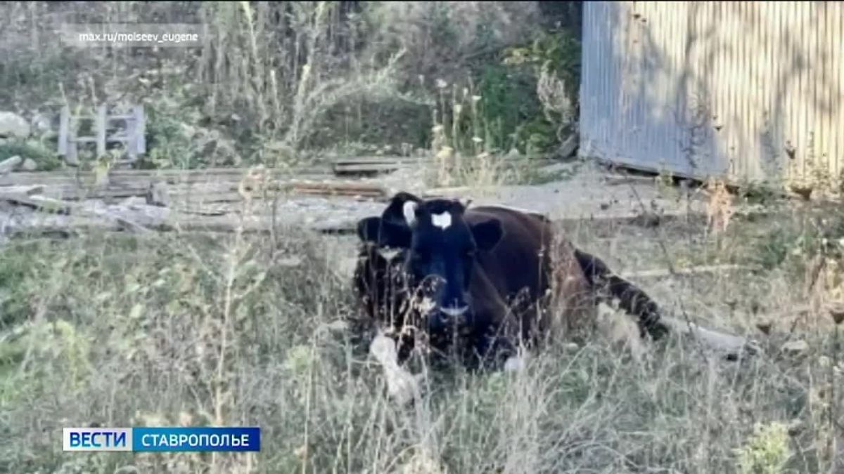 В Кисловодске стадо коров поместили на штрафстоянку