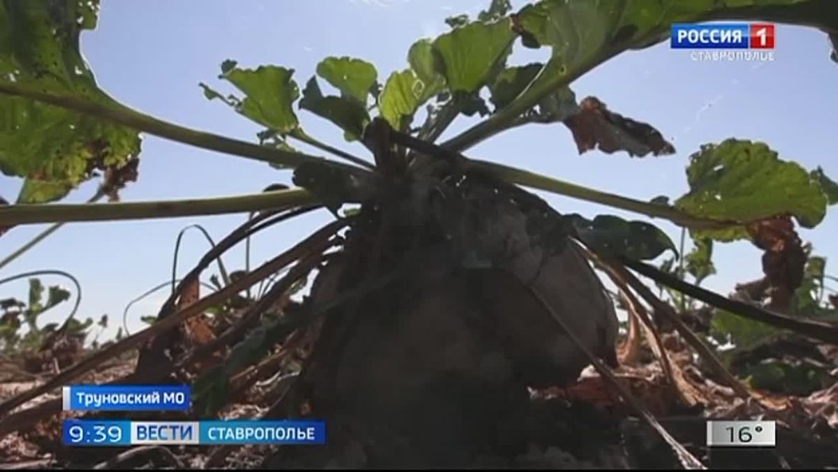 Слаще меда. На Ставрополье в разгаре уборка сахарной свеклы