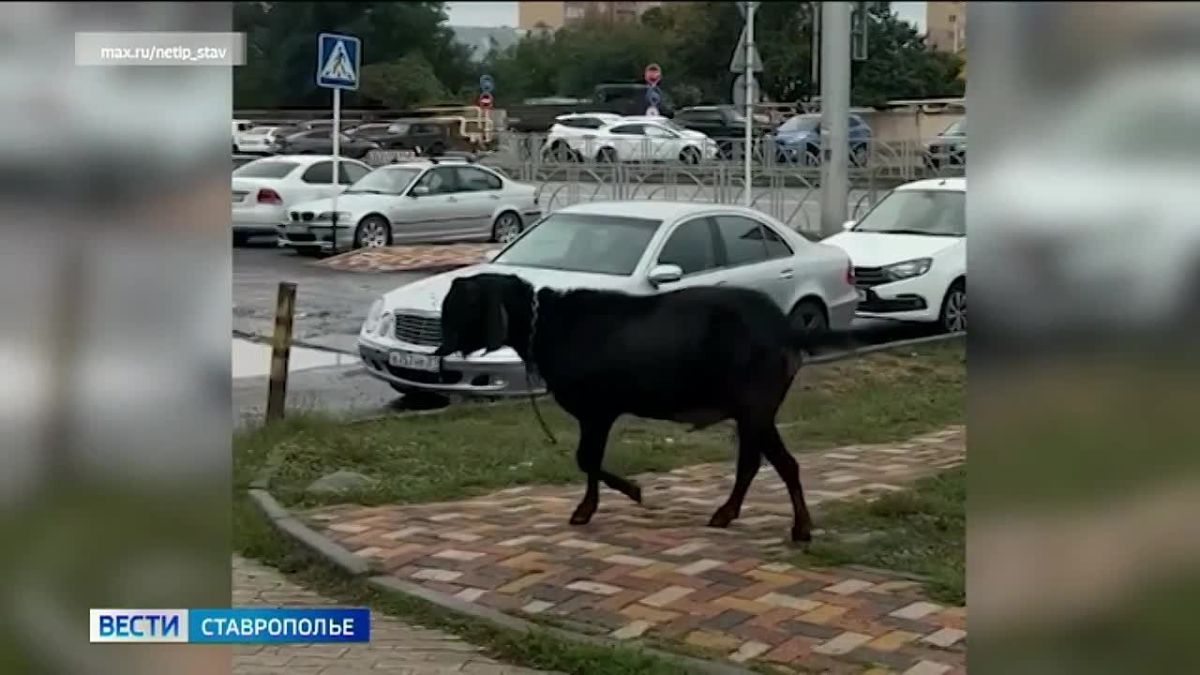 Барана и куриное семейство заметили в Ставрополе