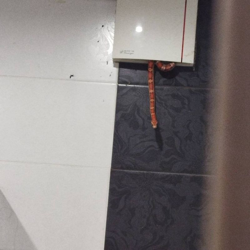 Змея выползла из вентиляции в душе и напугала мужчину в Москве Змея выползла из вентиляции в душе и напугала мужчину в Москве