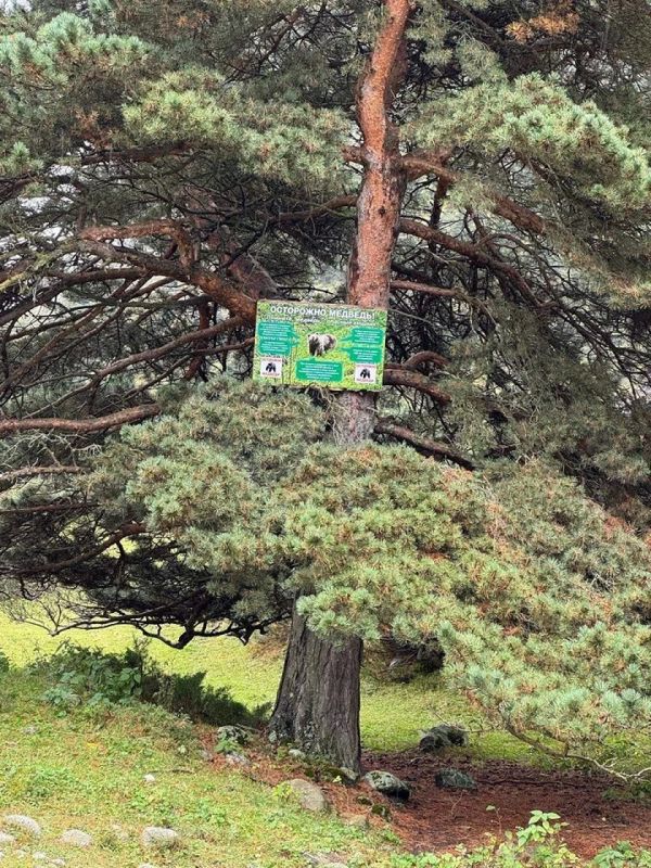 Медведицу с медвежонком заметили в Ботаническом саду Нальчика Кабардино-Балкарии – учреждение временно закрыли для посетителей Медведицу с медвежонком заметили в Ботаническом саду Нальчика Кабардино-Балкарии – учреждение временно закрыли для посетителей