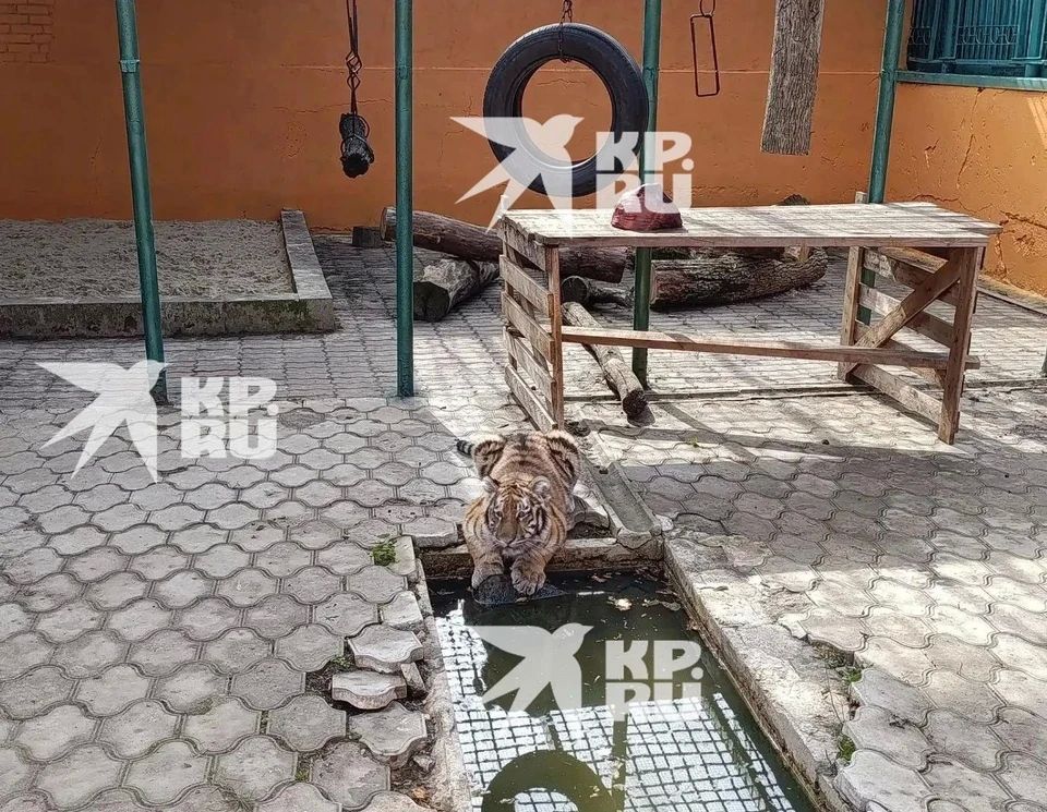Спасенная в ДНР тигрица Ляля уже готова принимать гостей Спасенная в ДНР тигрица Ляля уже готова принимать гостей