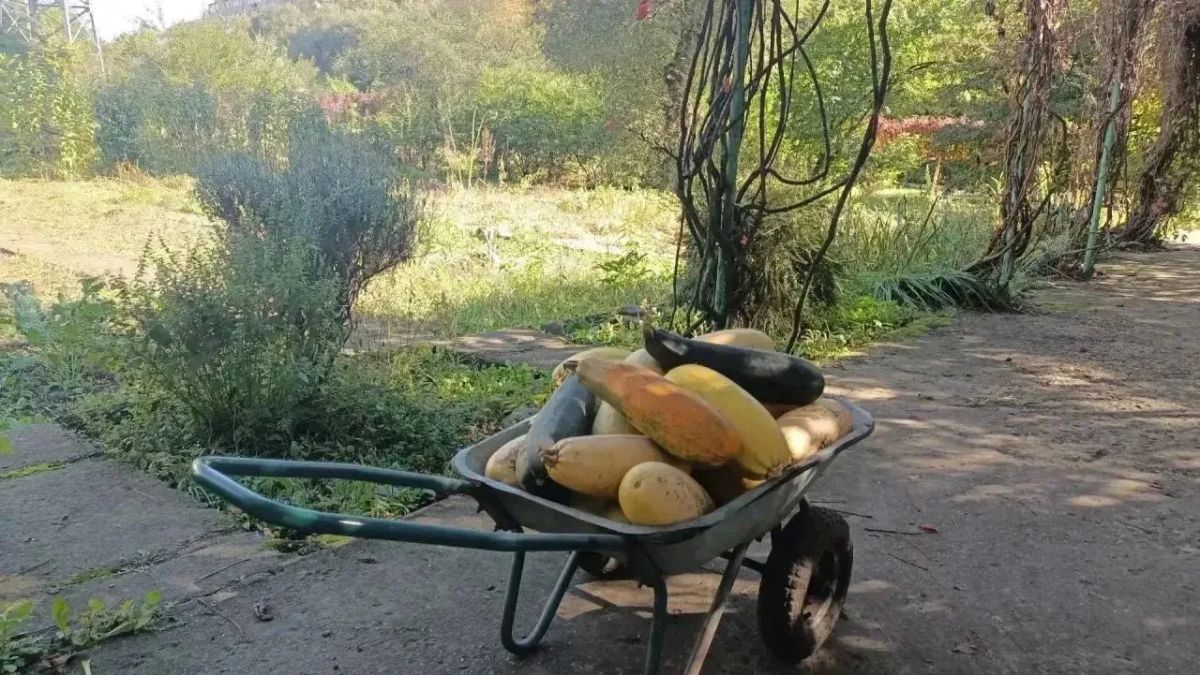 Евгений Моисеев: Кабачковый бум на Станции юннатов! Евгений Моисеев: Кабачковый бум на Станции юннатов!
