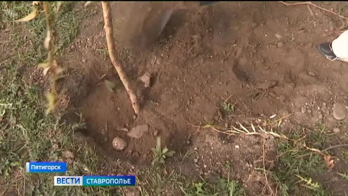Новопятигорское озеро под сенью ив