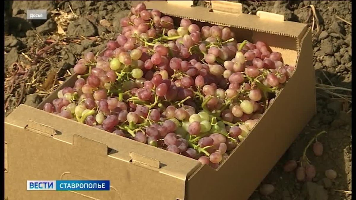 В хозяйствах Ставрополья жаркая пора сбора винограда