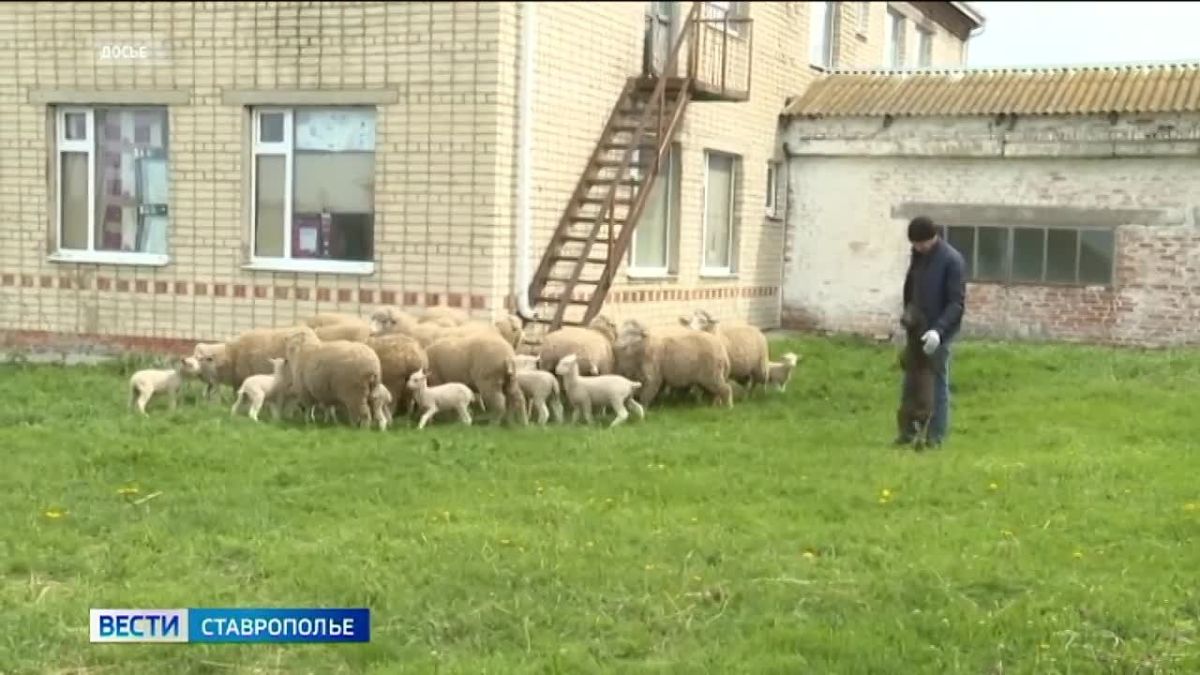 На Ставрополье бойцам СВО помогут с развитием фермерского хозяйства