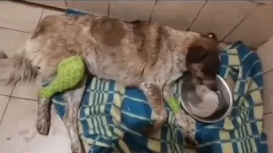 Чудо для бездомного пса: спасение собаки в дагестанском Кизляре обошлось в сотни тысяч