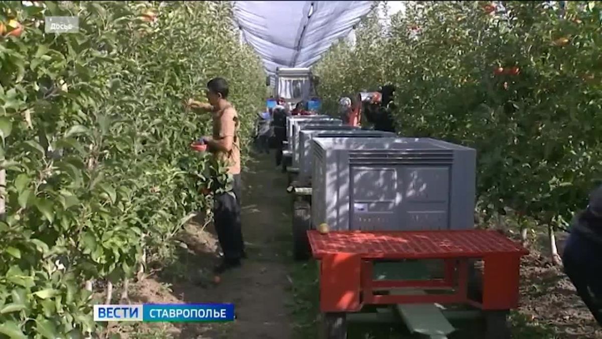 Более 66 тысяч тонн яблок собрано на Ставрополье